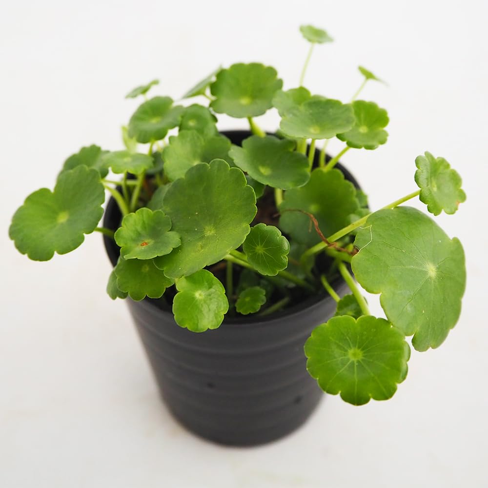 Amazon｜ITANSE ウォーターコイン 2号 2個セット 花苗 水草 抽水